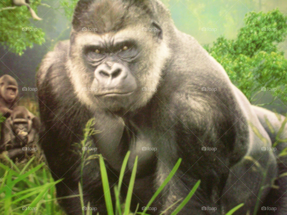 gorilla chimpanzee king kong jungle by izabela.cib