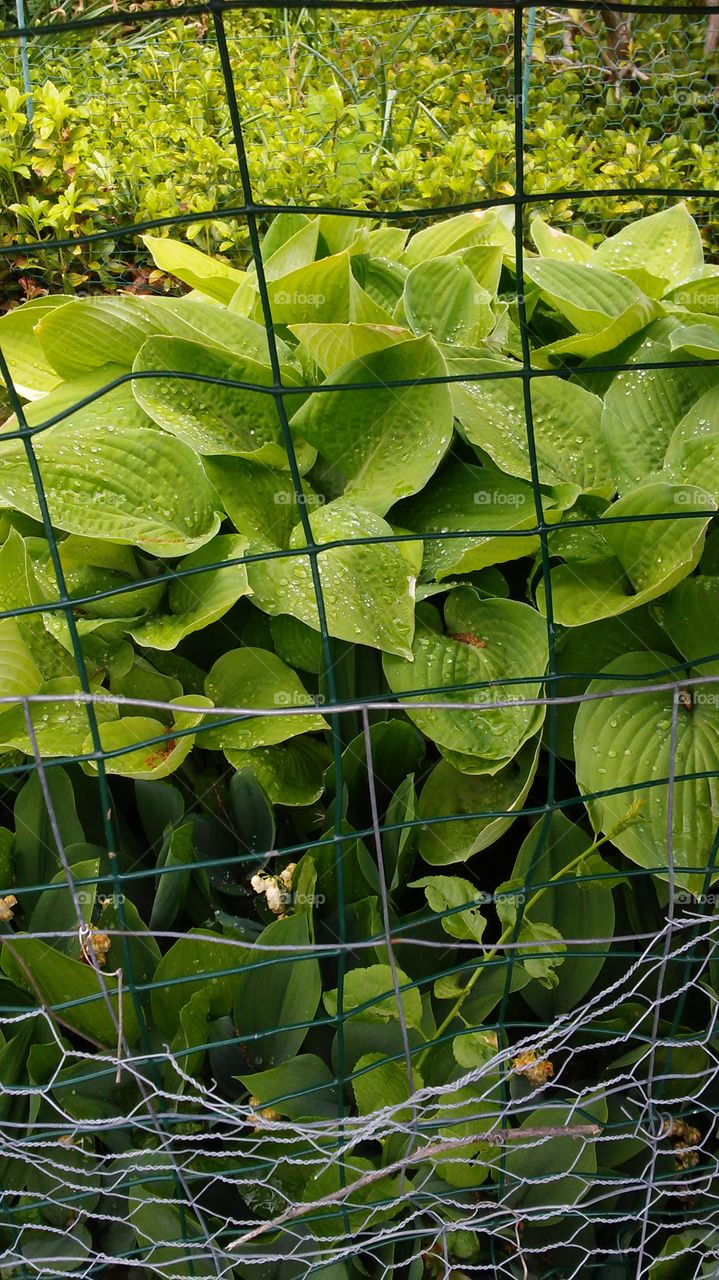 spring. green. fresh