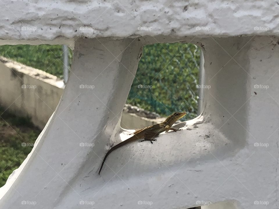 House lizard sitting on a white gate
