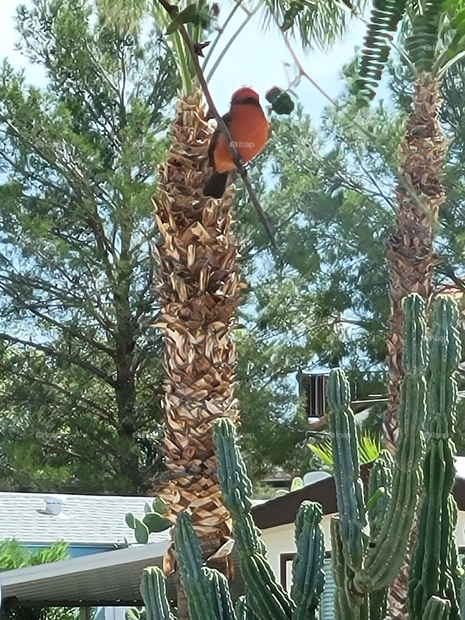bug eating bird with cactus