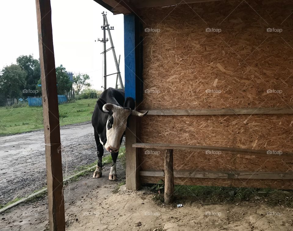 Cow on the bus stop 