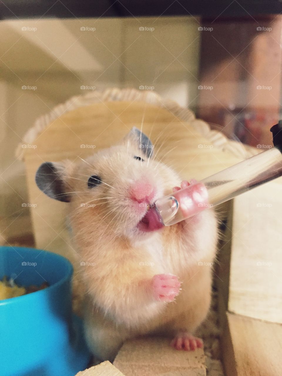 my hamster drinking water.