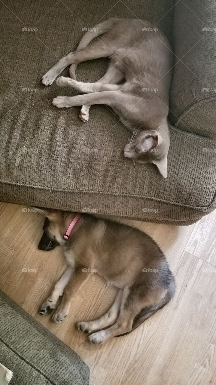 Sleeping Animals