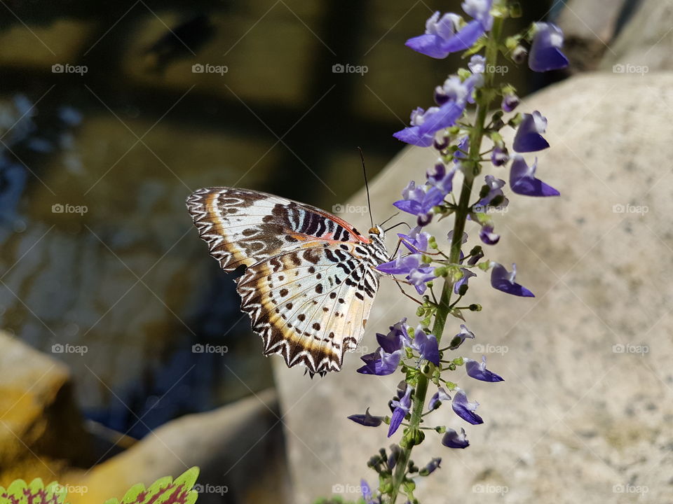 Freyer's Frittilary Butterfly