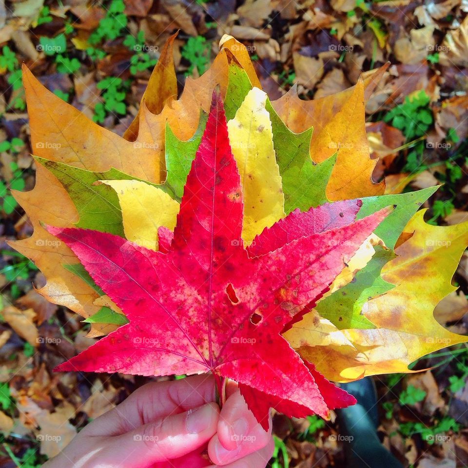 True colors of Autumn 