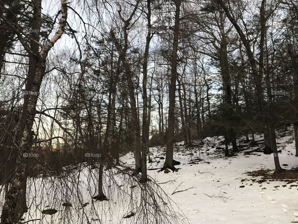 Tree, Winter, Wood, Snow, Landscape