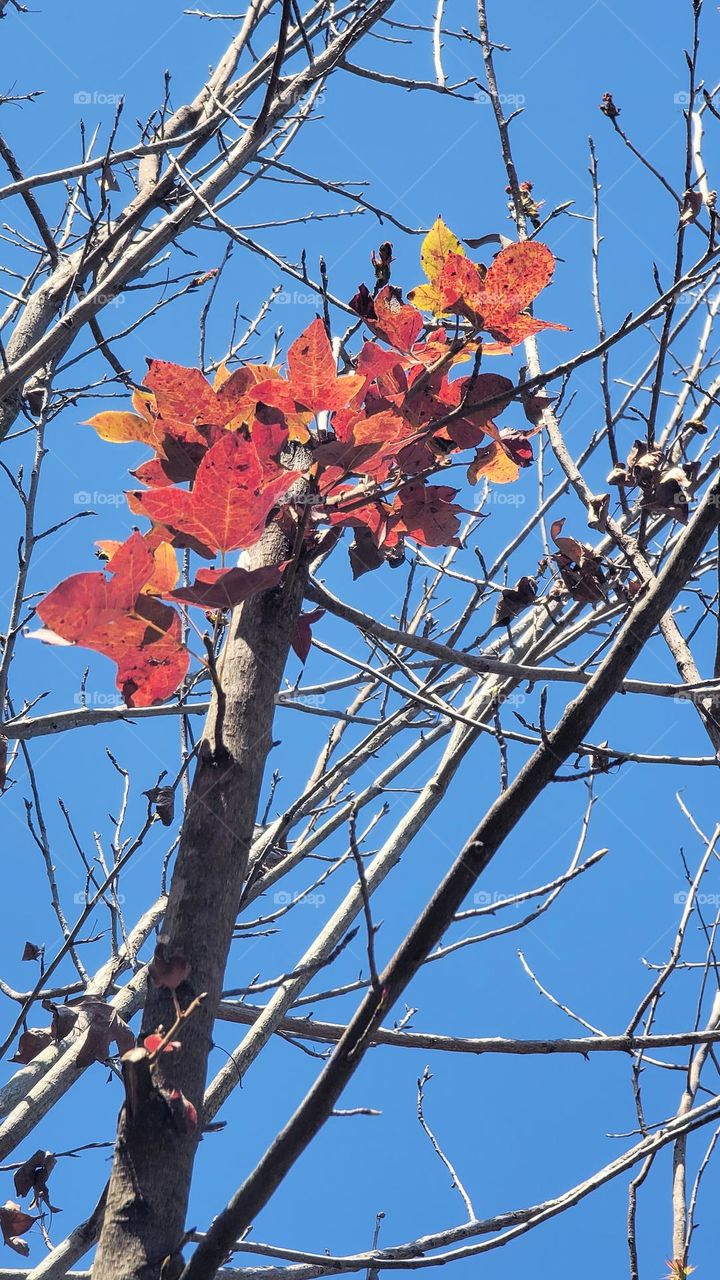 Maple leaves turning red in autumn