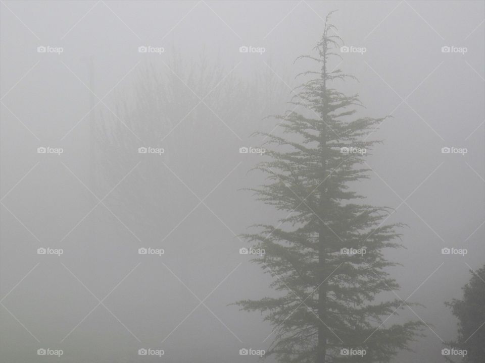 foggy tree