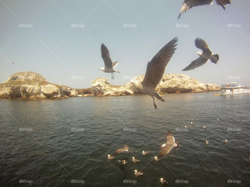 flock of seagulls along side a boat