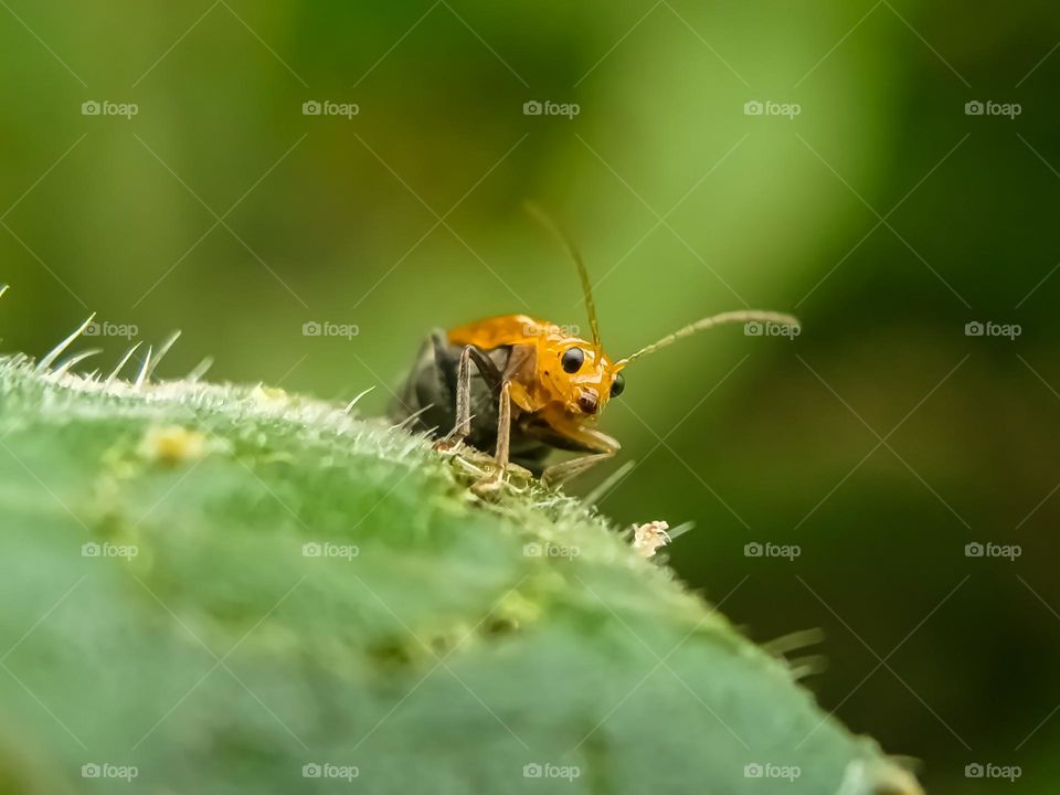 Insects on leaves.