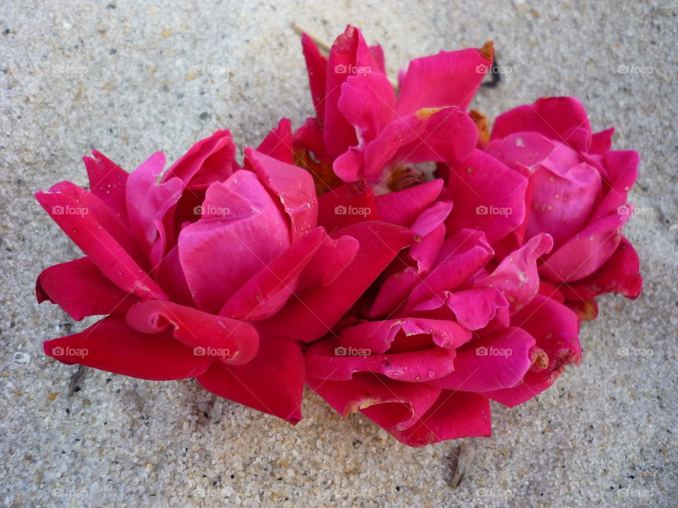 Red rose petals in the sand