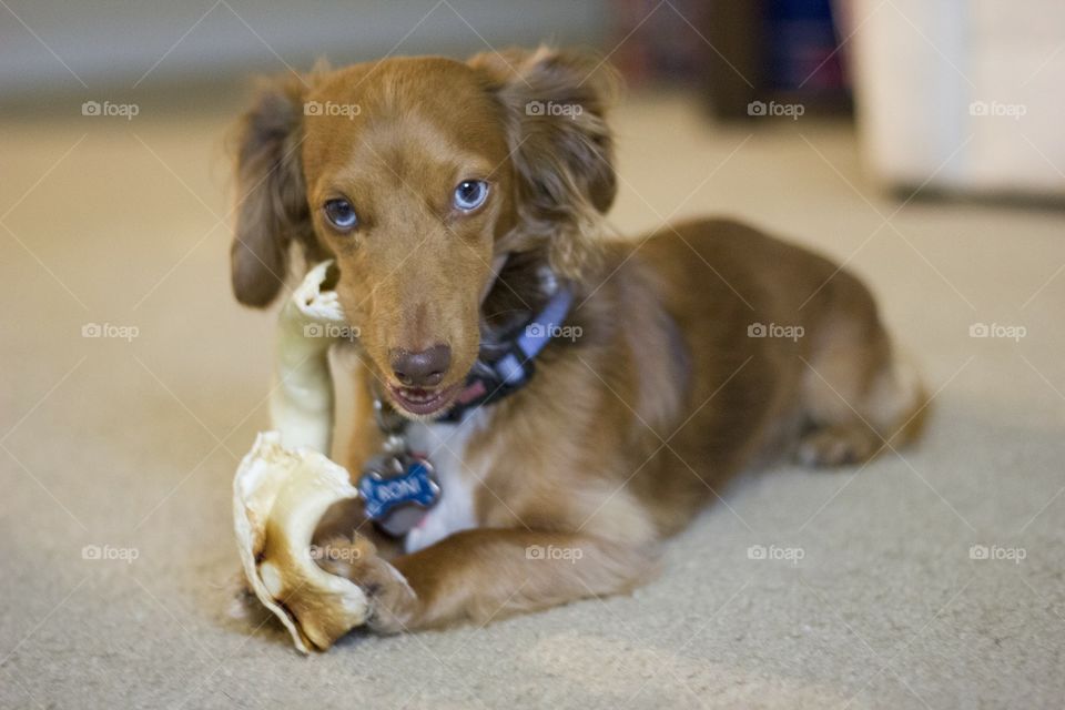 Dachshund chewing bone with blue eyes