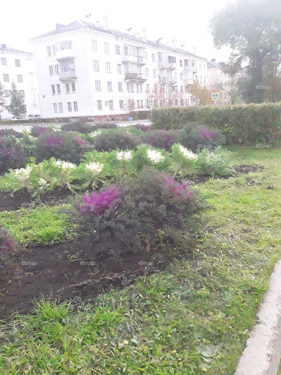 Декоративная капуста Корал Квини Павлин F 1