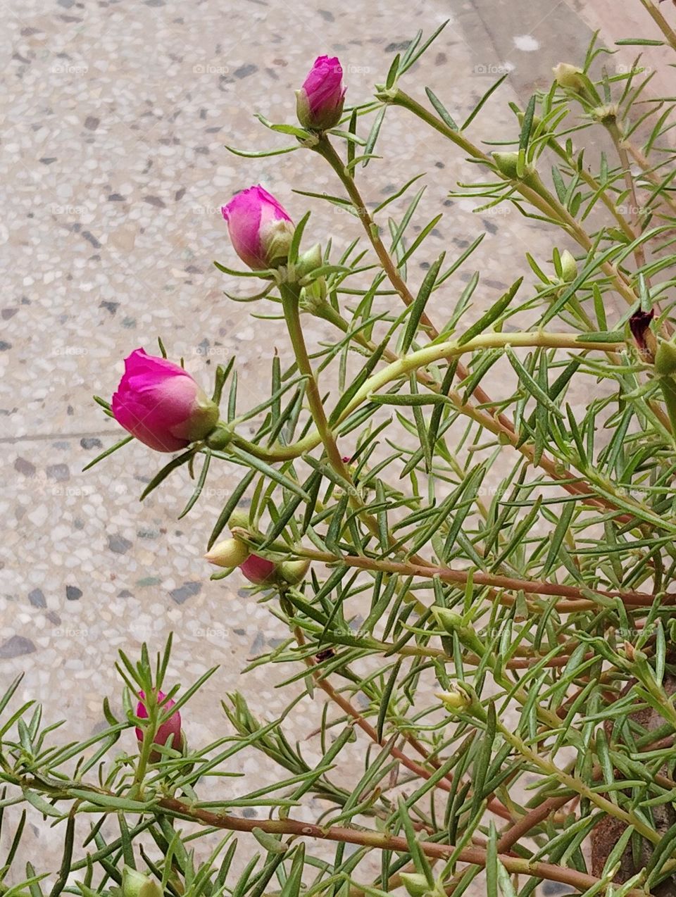 pink flower seasonal fresh shurb looks very beautiful generally found everywhere seasonal