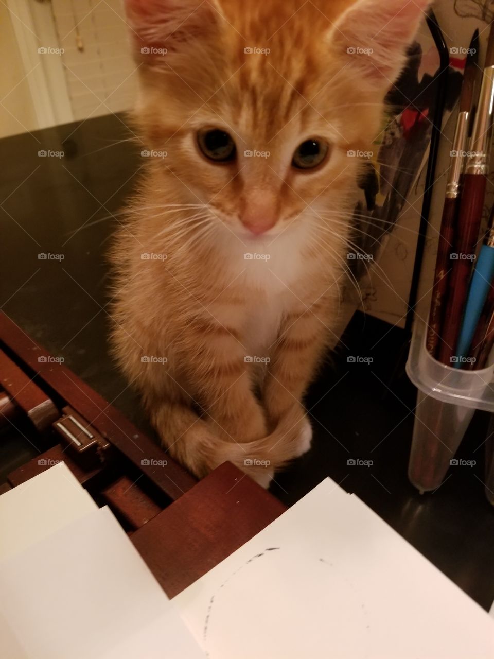 Tiny kitty tries to help paint