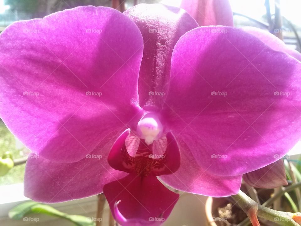 fuchsia orchid . fuchsia orchid 