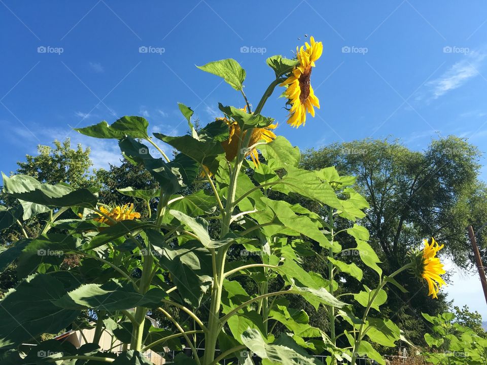 Sunflowers