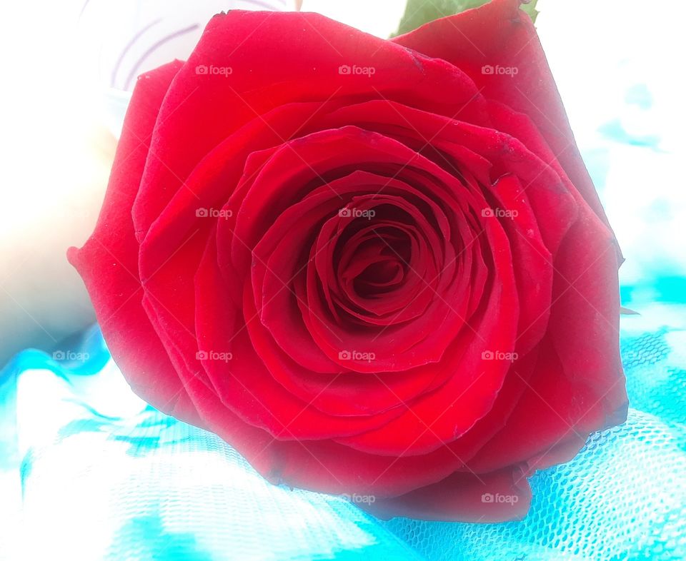 Will you accept this Rose?