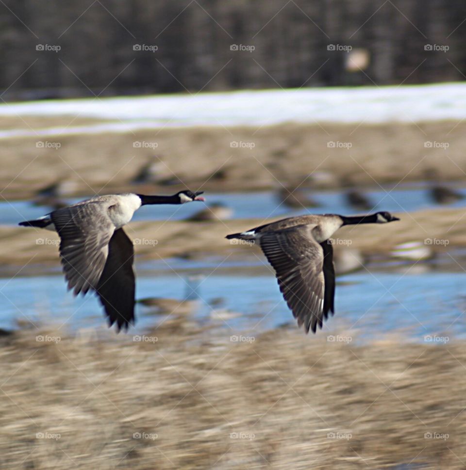 Two geese flying over the water. 