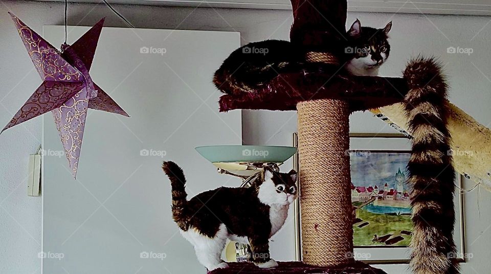 Two kitties are enjoying their climbing tree in a beautiful house somewhere in rural „Bavaria“, Germany in August of 2023. Hypnotic Productions