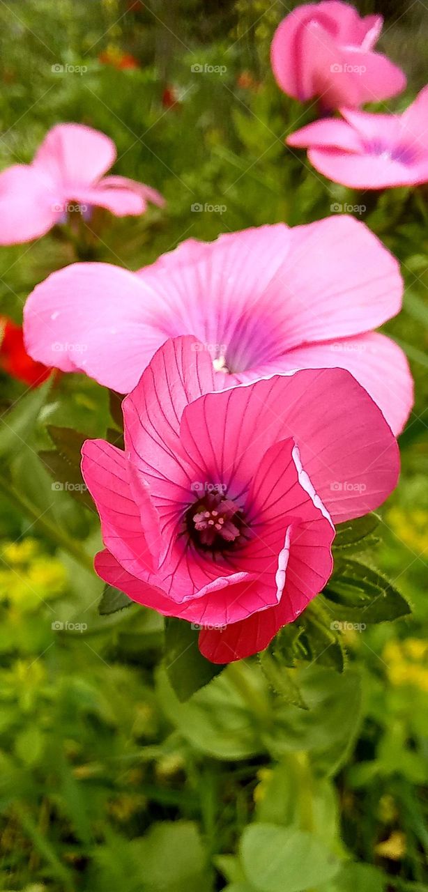 Flowers at Spring time