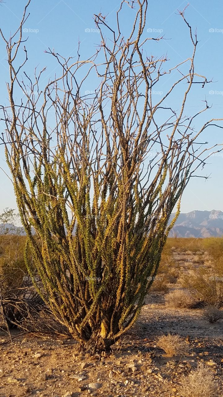 Ocotillo tree