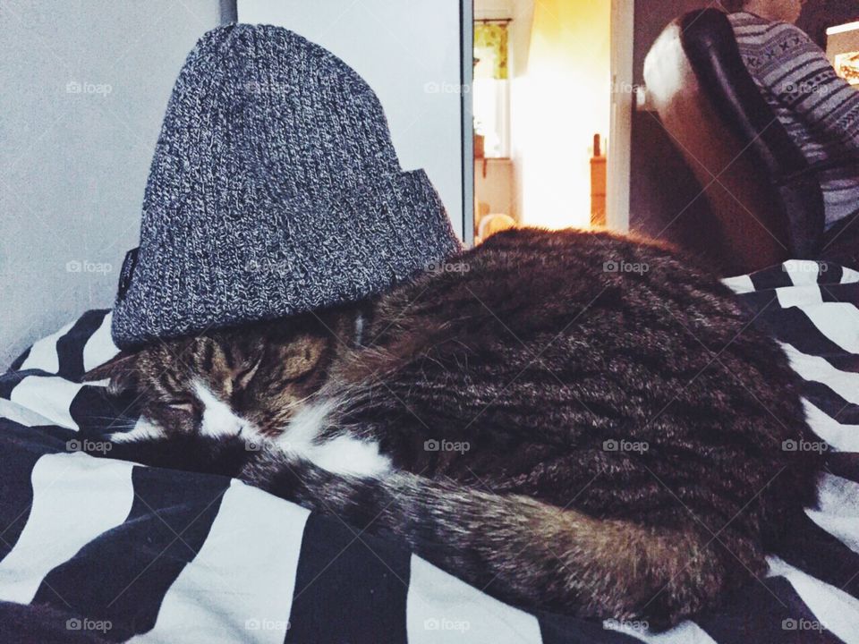 Cat with a hat