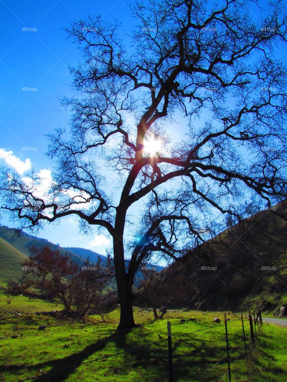 Sunshine on a Country Afternoon