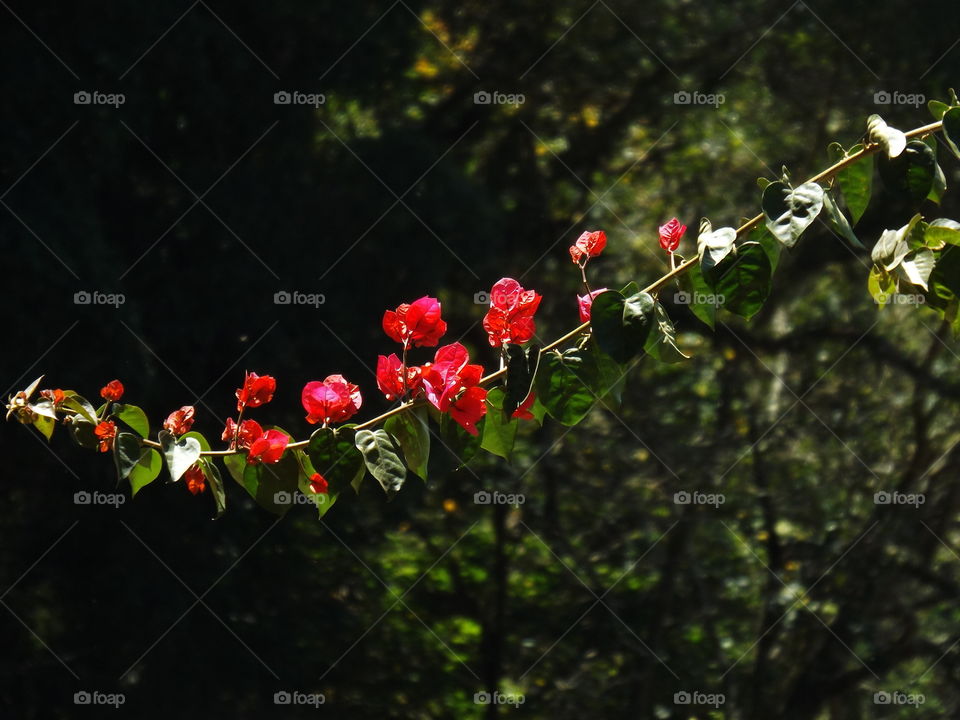 Red bougainvillea isolated on green background.