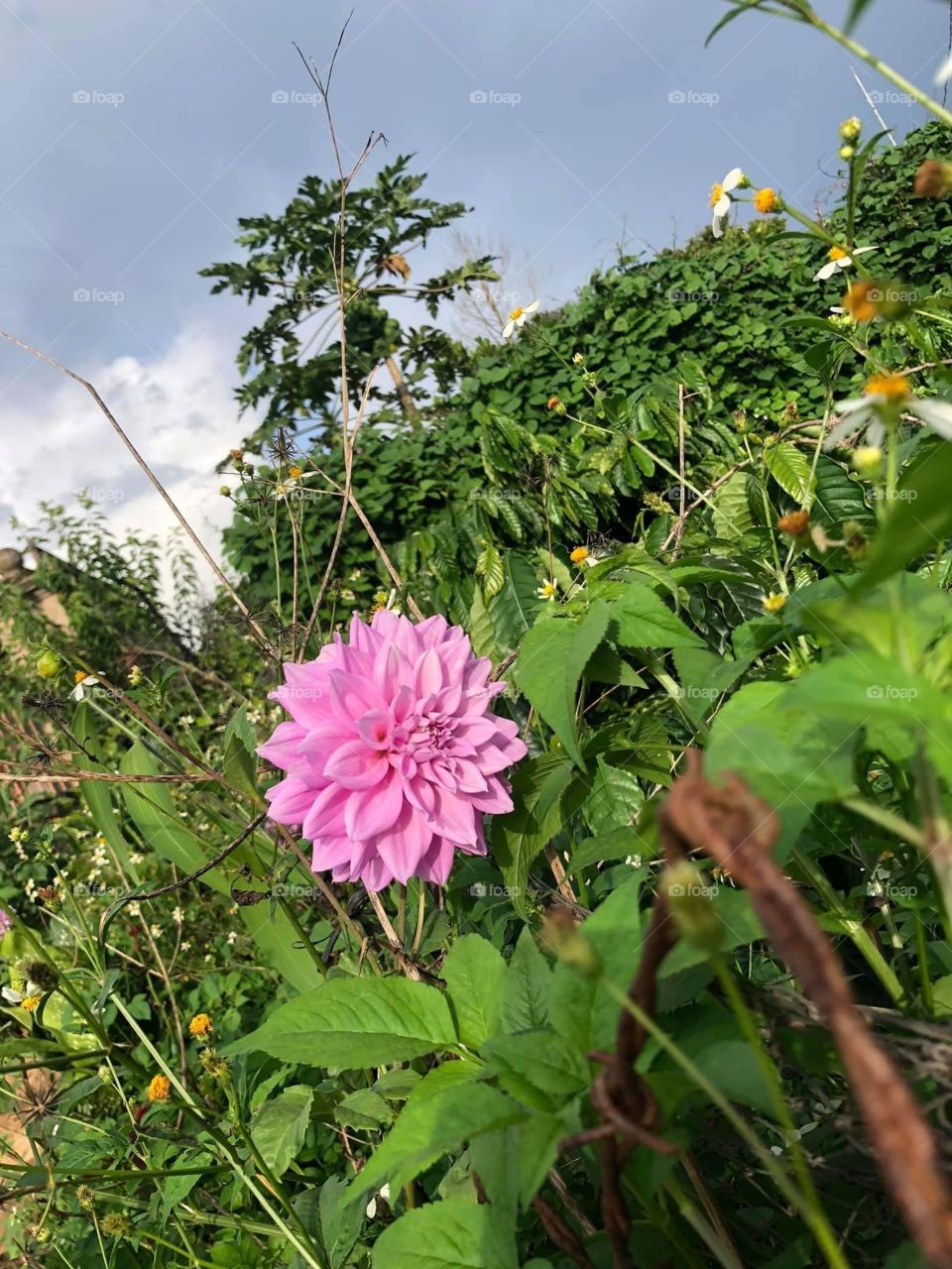 A flower with no name