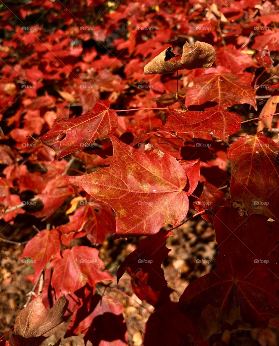 Red maple tree in autumn 