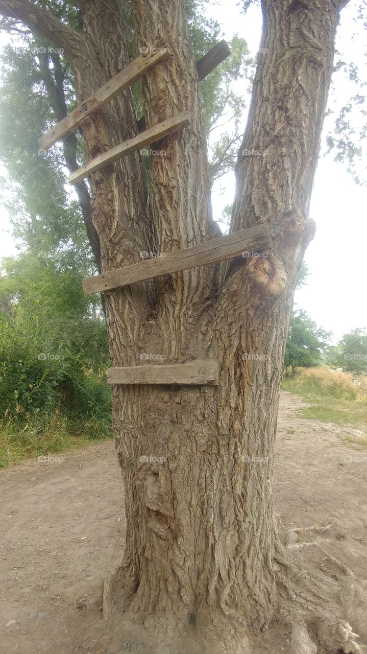 Do I dare climb this tree?