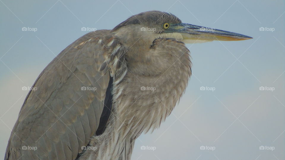 Closeup Blue Heron on retracted neck position against a gray sky Gulf of Mexico Sarasota Florida USA