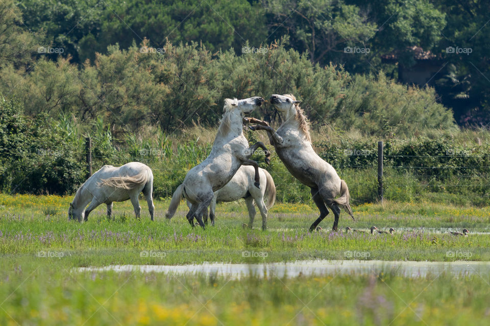 Horses fighting in field