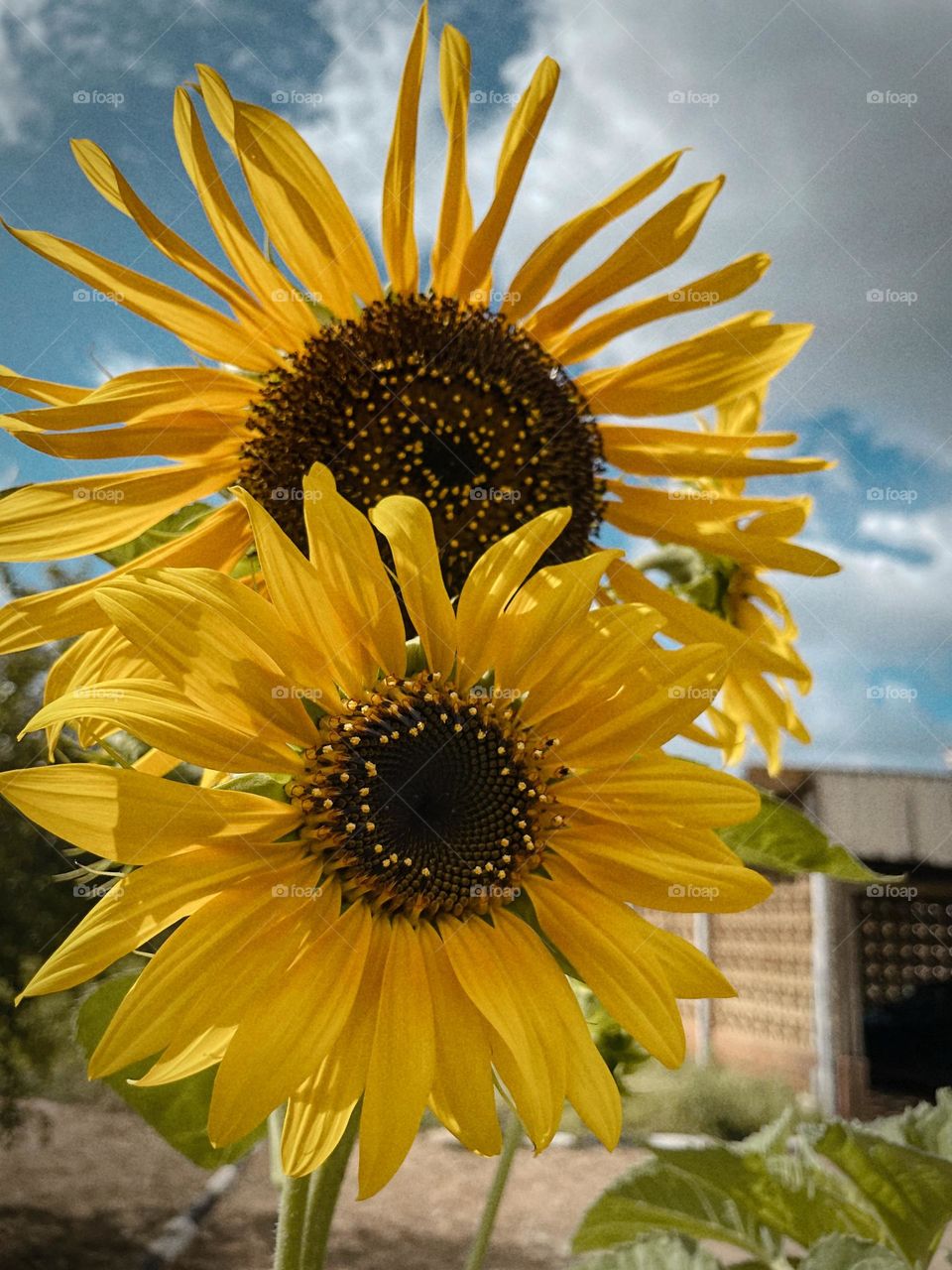 Sunflowers 🌻