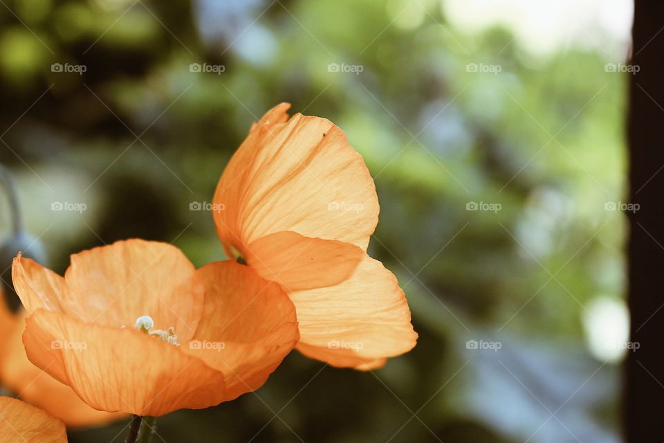 Two Orange Flowers