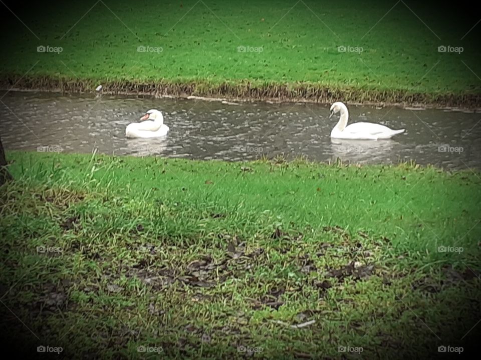 Two swans in the rain The Netherlands