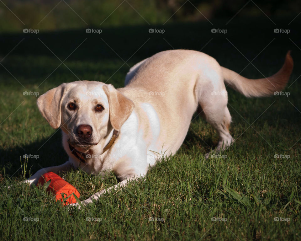 outdoor sun dog mammals by hollyau92