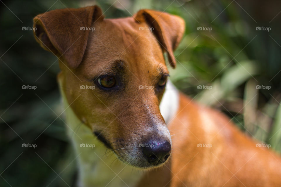 Polly our jack russel