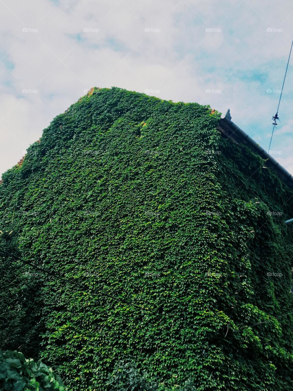 vegetable architecture