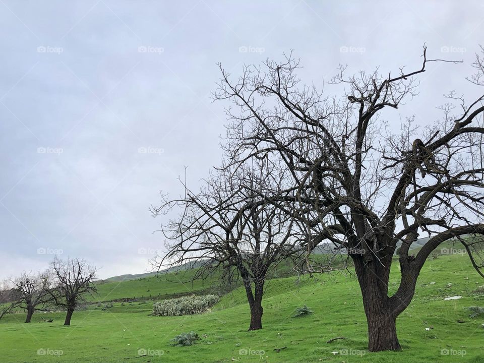 Leafless trees on a meadow 