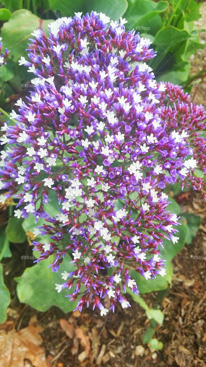 Spring Unique. flowers are in bloom everywhere...get out and walk