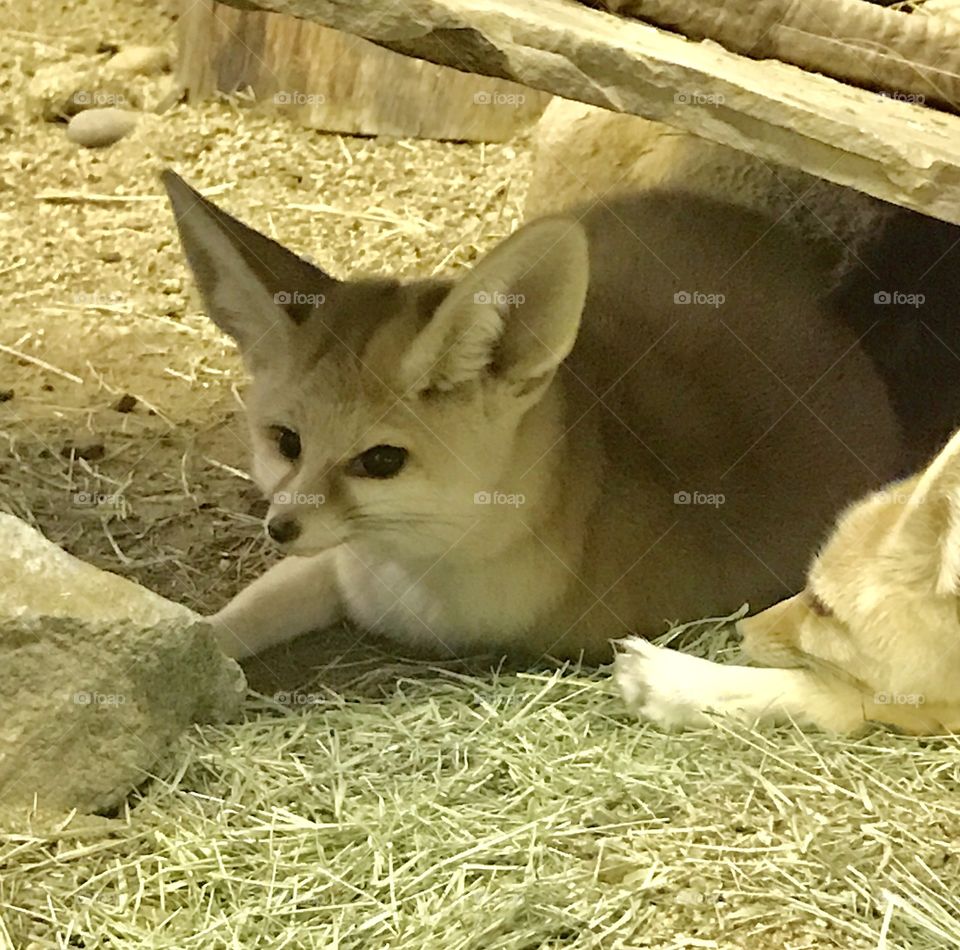 Fennec fox