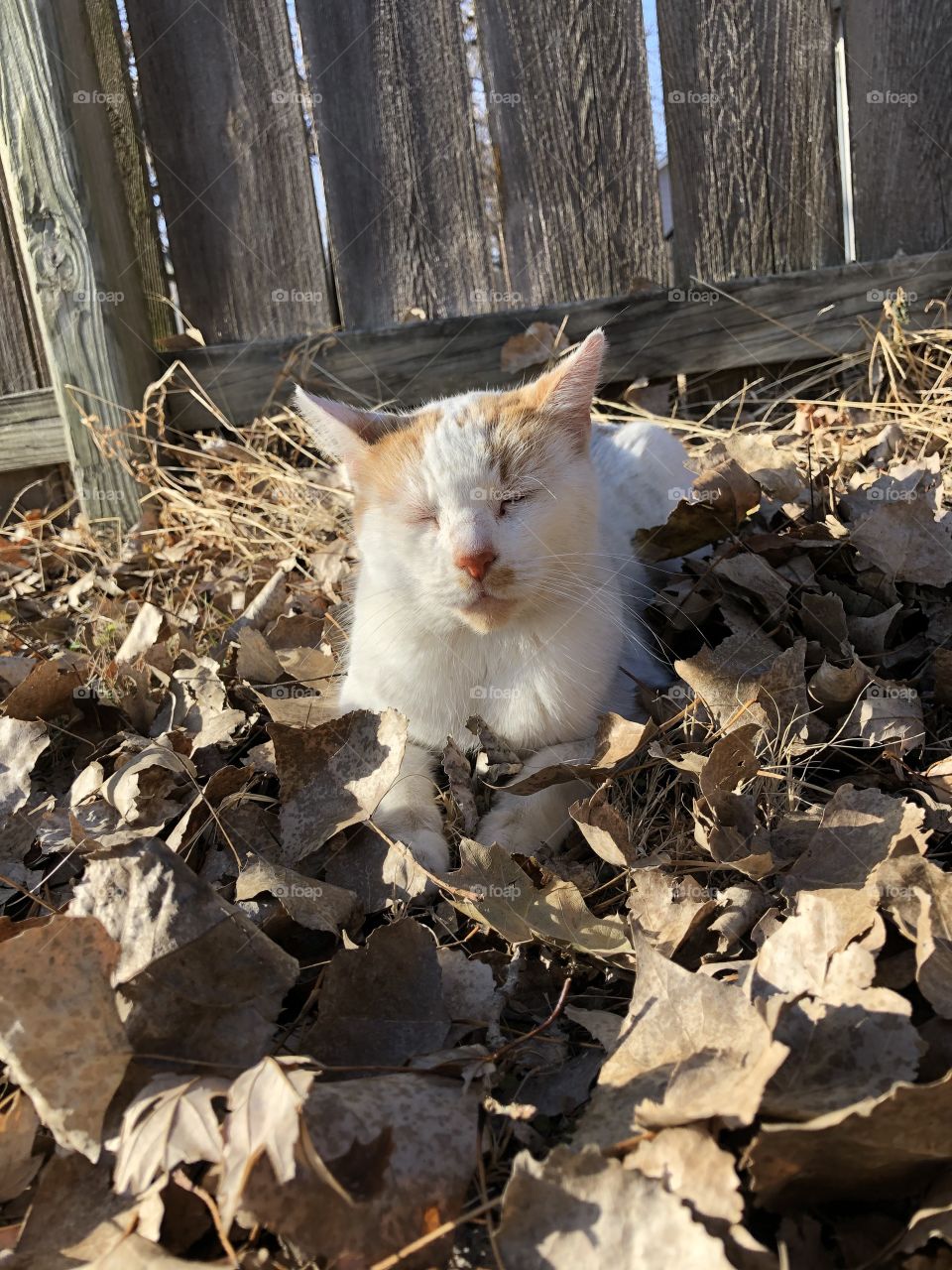 Relaxing in the leaves