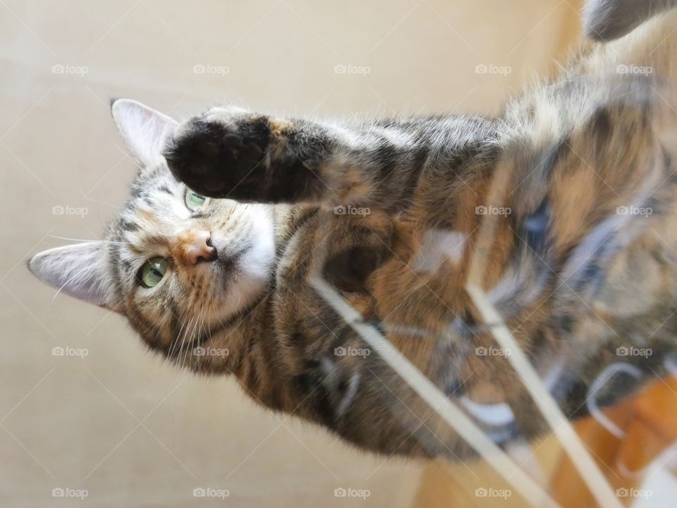 Cat on glass table