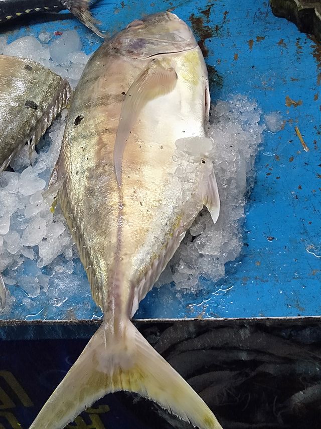 fish