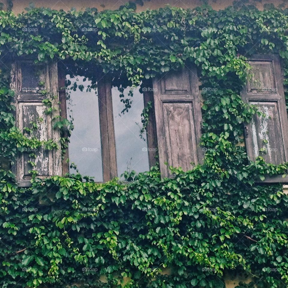 Windows