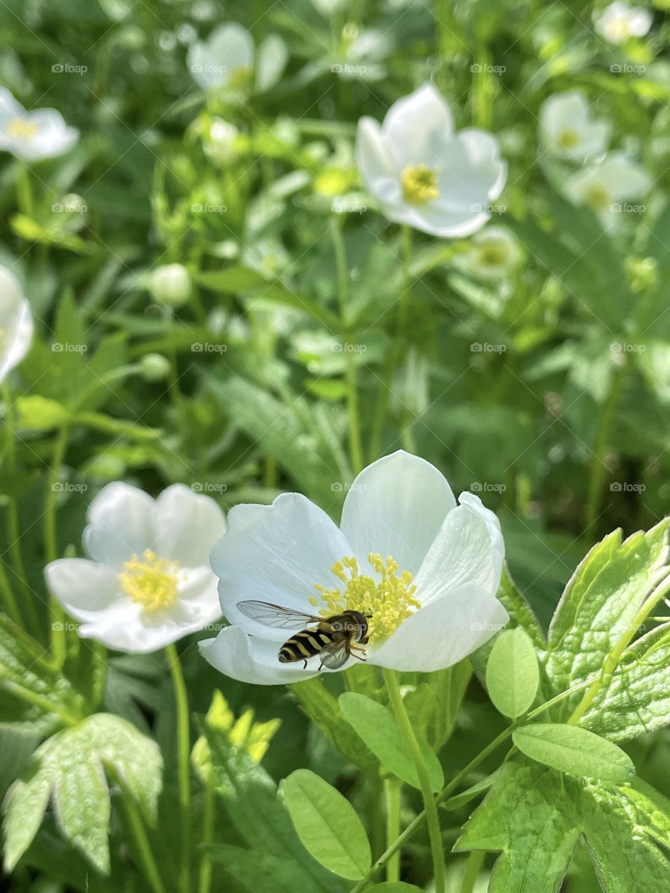 Wildflowers 