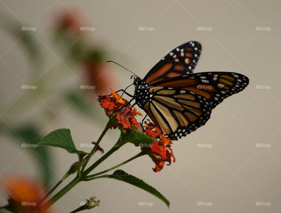 Butterflies and blooms