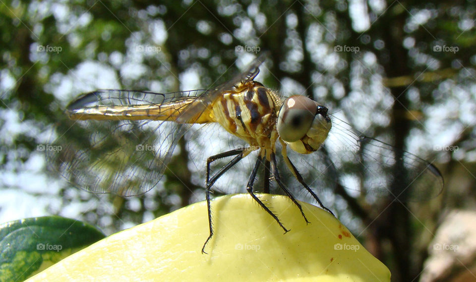 Closeup of dragonfly anisoptera posing on a yellow leaf against blurry tree in backgroung